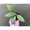 Hoya finlaysonii