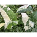 Syngonium Batik Variegata Ableger