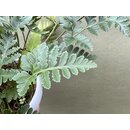 Davallia repens Ableger