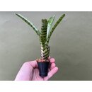 Bens Bromelien Wandhalter 