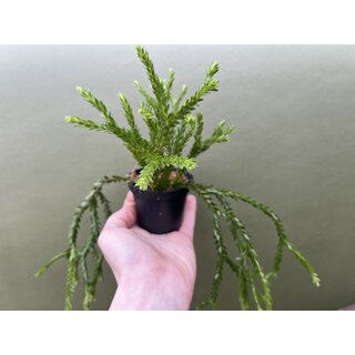 Huperzia carinatum Borneo