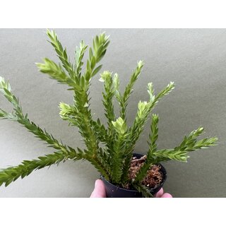 Huperzia carinatum Borneo