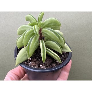 Peperomia fereirae