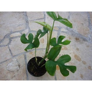 Rhaphidophora tetrasperma