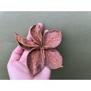Ground Lotus getrocknet