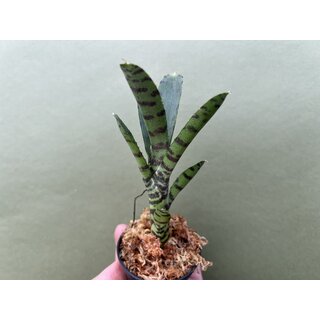 Neoregelia Akeso