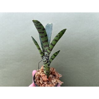 Neoregelia Akeso