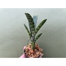 Neoregelia Akeso