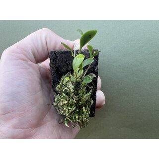 Lepanthes mulleriana