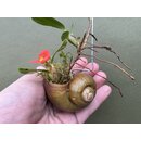 Orchid in a snail shell