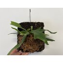 Platycerium bifurcatum Geweihfarn mounted