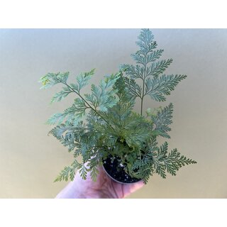 Davallia delicata
