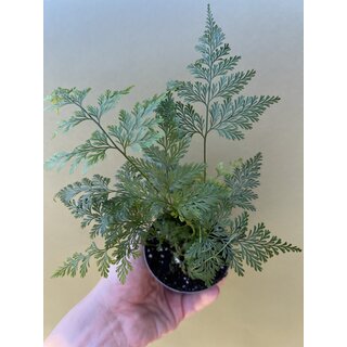 Davallia delicata