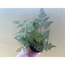 Davallia delicata