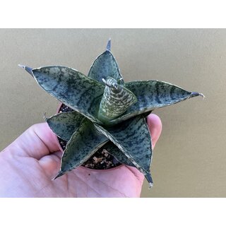 Sansevieria Pagoda Dark