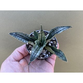 Sanseviera Long White