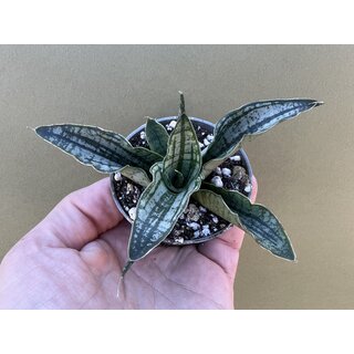 Sansevieria Long White