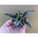 Sanseviera Long White