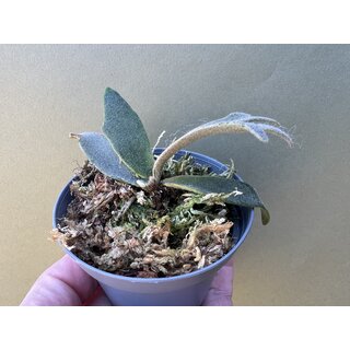 Platycerium willinckii Jenny