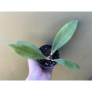 Hoya JENNIFER NEW