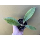 Hoya JENNIFER NEW