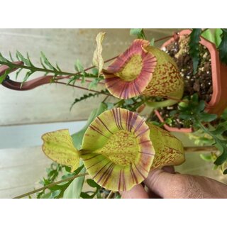 Nepenthes veitchii x platychila