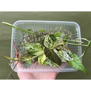 Bens Terrarienpflanzen  Ableger Box M