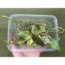 Bens Terrarienpflanzen  Ableger Box M