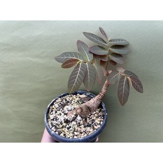 Phyllanthus mirabilis