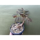 Phyllanthus mirabilis