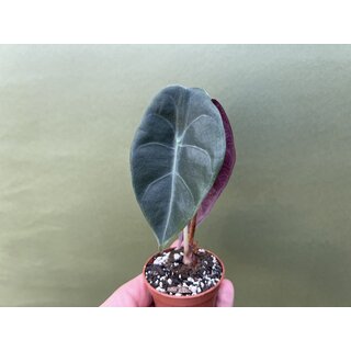 Alocasia cuprea x watsoniana