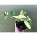 Syngonium yellow aurea variegata