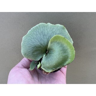 Platycerium wandae
