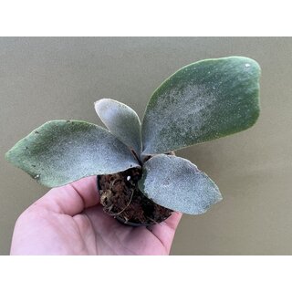 Platycerium willinckii Bali