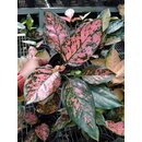 Aglaonema Lady Valentine Babyplant selten