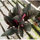 Schismatoglottis metallica Babyplant