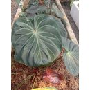 Anthurium Ace of Spades Babyplant