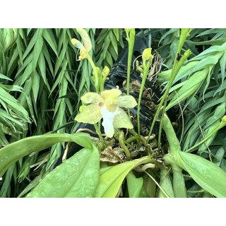 Grosourdya appendiculata
