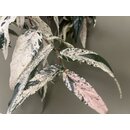 Ficus Sagittata Pink Variegata Ableger