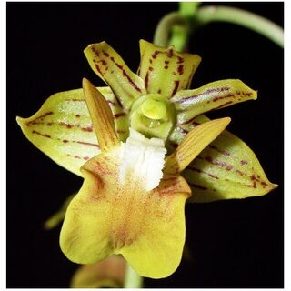 Dendrobium bifalce