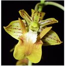 Dendrobium bifalce