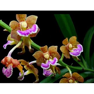 Aerides flabellata