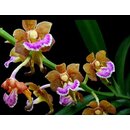 Aerides flabellata