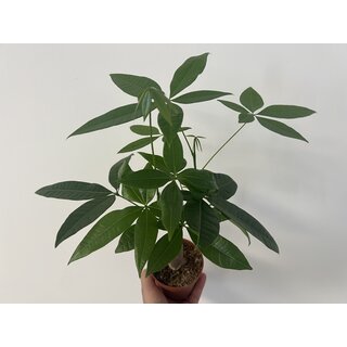 Pachira aquatica Glckskastanie
