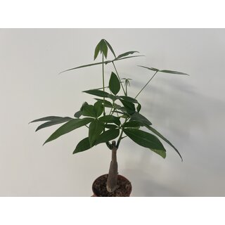 Pachira aquatica Glckskastanie