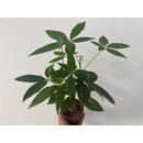 Pachira aquatica Glckskastanie
