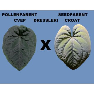 Anthurium Dressleri cvep x Dressleri Croat