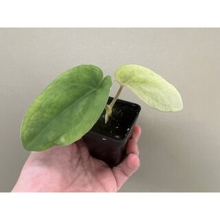 Anthurium Dressleri cvep x Dressleri Croat