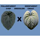 Anthurium Dressleri cvep x Dressleri Croat