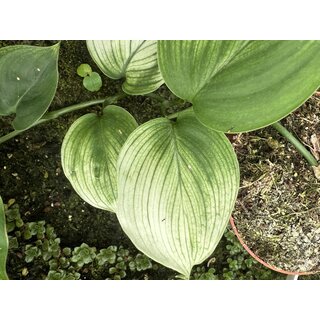 Scindapsus ?White Monster? Ableger
